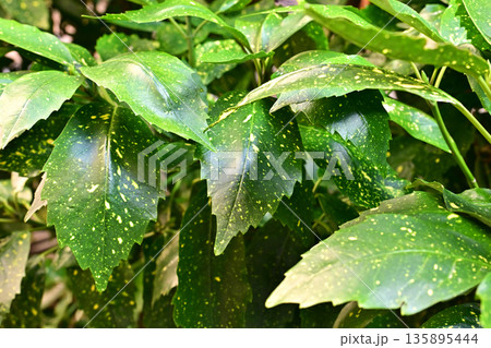 アオキ（フイリアオキ：Aucuba japonica） 135895444