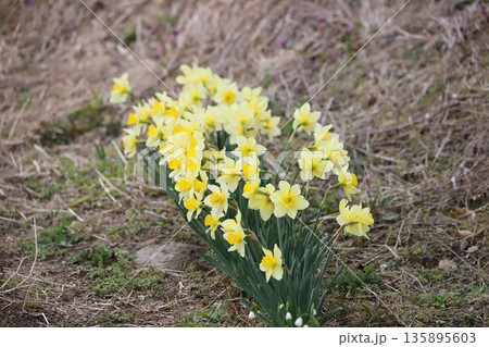 スイセンの花 スイセンの花 135895603