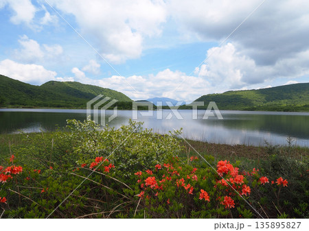 6月の福島県、雄国沼。赤いレンゲツツジと白い花に静かな水面が印象的で綺麗だ。 135895827