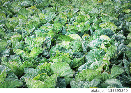 キャベツ畑:cabbage patch キャベツ畑:cabbage patch 135895840