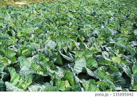 キャベツ畑：cabbage patch 135895842