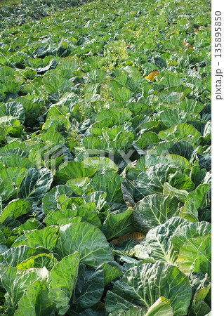 キャベツ畑：cabbage patch 135895850