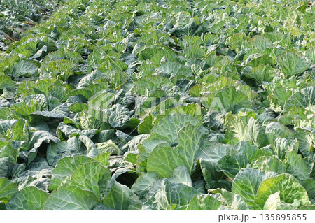 キャベツ畑:cabbage patch キャベツ畑:cabbage patch 135895855