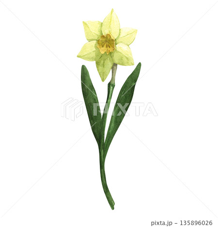 Yellow daffodil flower, hand painted in watercolor 135896026