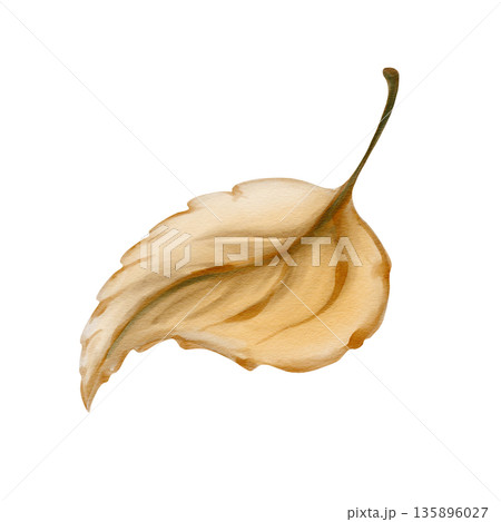 Autumn yellow leaf. Small round birch leaf. Brown stem. Watercolor illustration isolated from the background. Hand drawn. High quality illustration Autumn yellow leaf. Small round birch leaf. Brown stem. Watercolor illustration isolated from the background. Hand drawn. High quality illustration 135896027