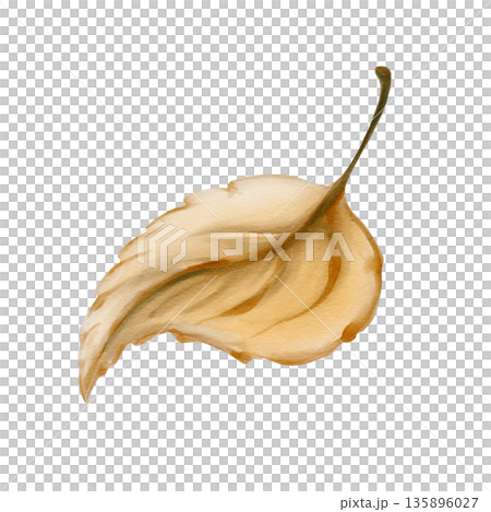 Autumn yellow leaf. Small round birch leaf. Brown stem. Watercolor illustration isolated from the background. Hand drawn. High quality illustration Autumn yellow leaf. Small round birch leaf. Brown stem. Watercolor illustration isolated from the background. Hand drawn. High quality illustration 135896027