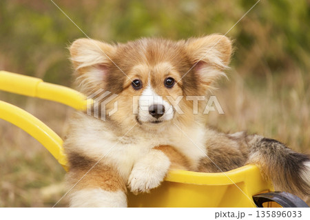 The adorable puppy rests its paws on the edge of a yellow cart and looks directly at the camera. This fluffy pet shows a calm and sweet expression in natural light. The adorable puppy rests its paws on the edge of a yellow cart and looks directly at the camera. This fluffy pet shows a calm and sweet expression in natural light. 135896033