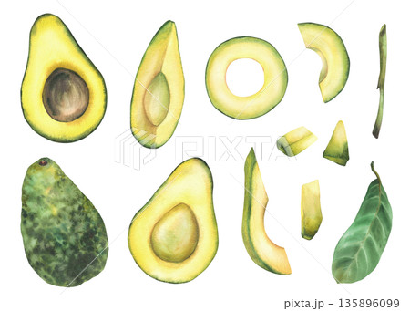 Avocado set with whole fruit, halves, rings, slices and leaves, hand drawn in watercolor on isolated white background. Realistic illustration for food design, healthy lifestyle concepts, menu, recipes Avocado set with whole fruit, halves, rings, slices and leaves, hand drawn in watercolor on isolated white background. Realistic illustration for food design, healthy lifestyle concepts, menu, recipes 135896099