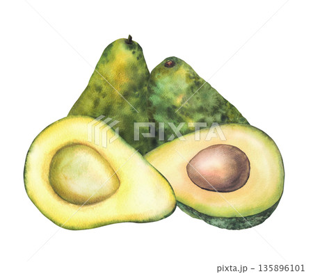 Watercolor avocado illustration. Hand drawn botanical painting. Half and whole fruit with and without seed. Green exotic vegetables plant for food, cosmetic, packaging label. Isolated from background Watercolor avocado illustration. Hand drawn botanical painting. Half and whole fruit with and without seed. Green exotic vegetables plant for food, cosmetic, packaging label. Isolated from background 135896101