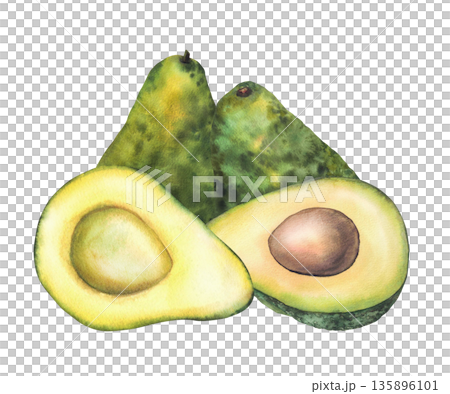 Watercolor avocado illustration. Hand drawn botanical painting. Half and whole fruit with and without seed. Green exotic vegetables plant for food, cosmetic, packaging label. Isolated from background Watercolor avocado illustration. Hand drawn botanical painting. Half and whole fruit with and without seed. Green exotic vegetables plant for food, cosmetic, packaging label. Isolated from background 135896101