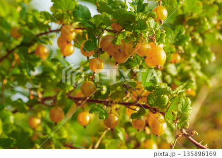 Close-up of ripe yellow gooseberry. 135896169