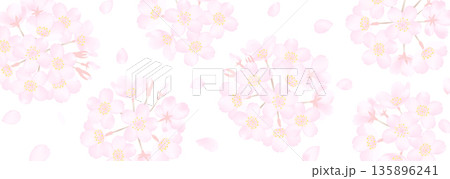 白地に繊細な桜の花のベクターイラスト 135896241