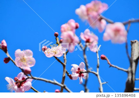 紅梅と青空 紅梅と青空 135896408