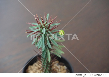 花を付けた多肉植物、ユーフォルビア・ロリカータ 135896462