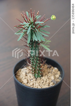 花を付けた多肉植物、ユーフォルビア・ロリカータ 花を付けた多肉植物、ユーフォルビア・ロリカータ 135896464