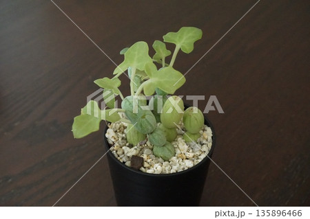 緑の葉とキュウリのような塊茎の綺麗なセネシオ・七宝樹 緑の葉とキュウリのような塊茎の綺麗なセネシオ・七宝樹 135896466