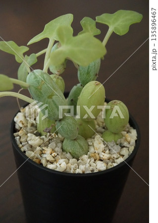緑の葉とキュウリのような塊茎の綺麗なセネシオ・七宝樹 135896467