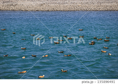Ruddy Shell Ducks swimming and fishing on the lake in Tibet, China Ruddy Shell Ducks swimming and fishing on the lake in Tibet, China 135896491