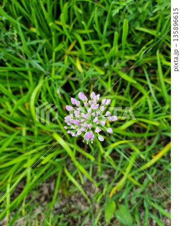 top view Chives with Flowers. top view Chives with Flowers. 135896615