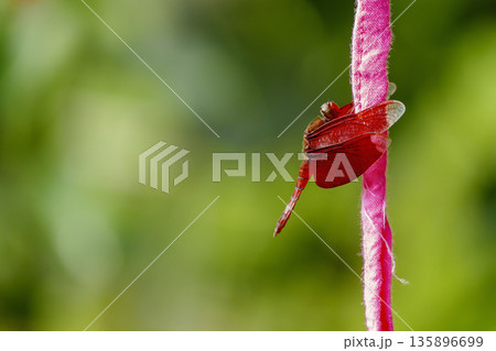 Resting red dragonfly 135896699