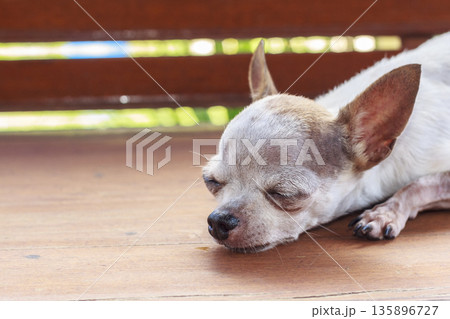 Cute chihuahua dog sleeping on wood chair Cute chihuahua dog sleeping on wood chair 135896727