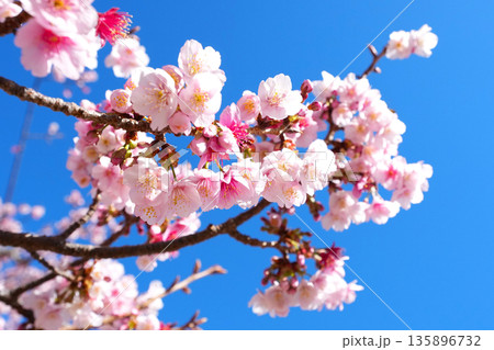 綺麗に咲き誇る桜 綺麗に咲き誇る桜 135896732