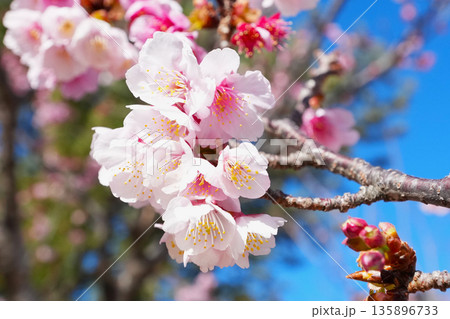 綺麗に咲き誇る桜 135896733