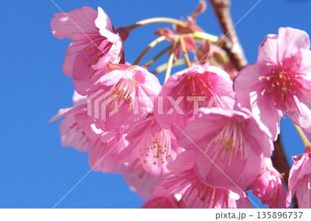 綺麗に咲き誇る桜 綺麗に咲き誇る桜 135896737