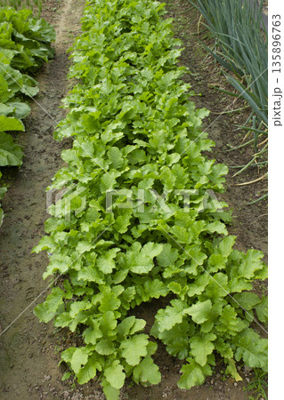 A close-up of a turnip field. 135896763