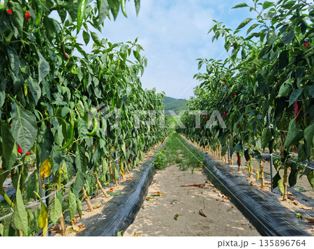 It is a field of red peppers ripening red. 135896764