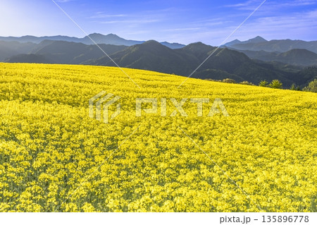 三ノ倉高原菜の花畑 135896778
