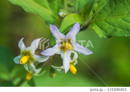 秋の山　イヌホオズキの淡紫色の花02 135896803