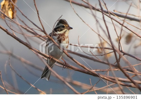 ホオジロ 135896901