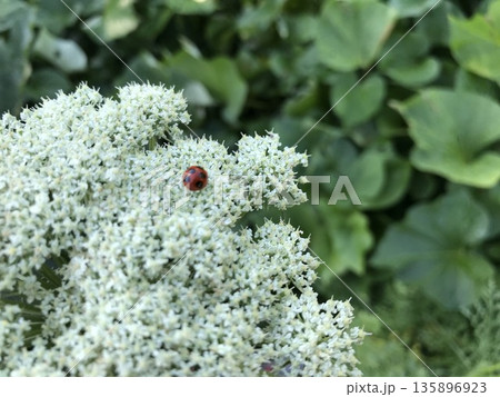 テントウ虫と花 テントウ虫と花 135896923