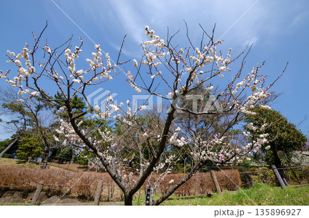 紅白の花をつける梅「春日野」 135896927
