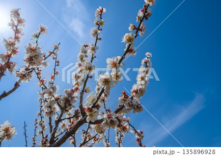白梅（大倉山公園） 135896928
