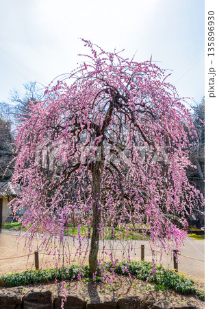 ピンクの枝垂れ梅「淡路枝垂」3 135896930