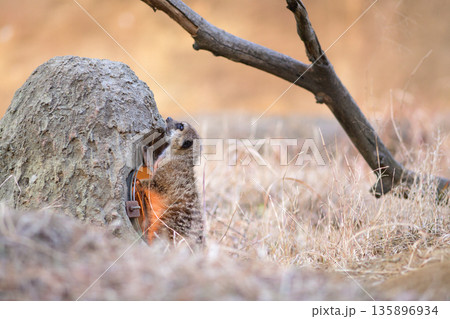 体をヒーターで温める間もカラスが気になるミーアキャット 135896934