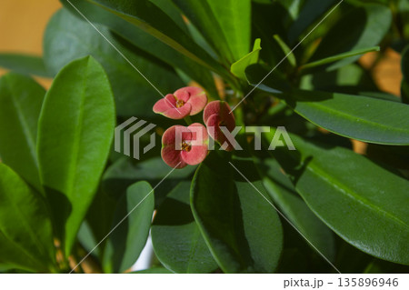 This is a close-up of a Euphorbia milii in bloom. 135896946