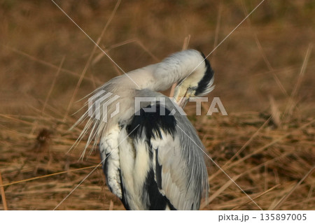 アオサギ アオサギ 135897005