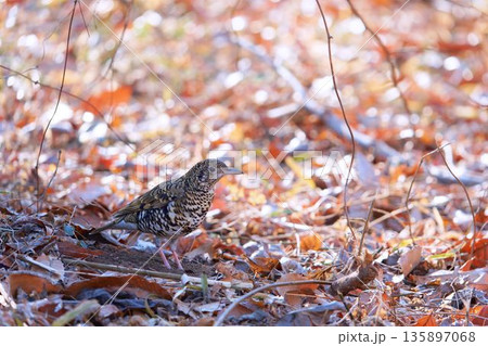 トラツグミ 135897068