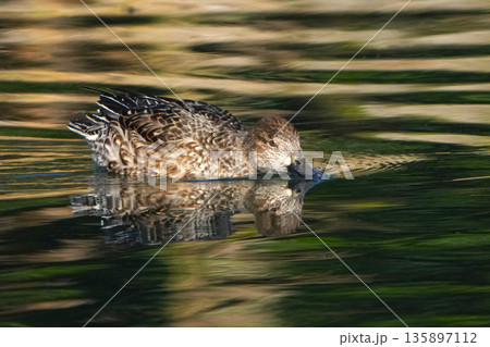 池のカモ 135897112