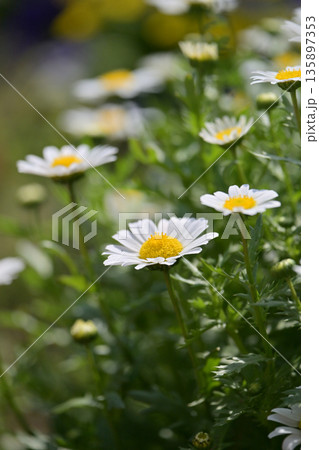 クリサンセマム　カンシロギク　ノースポール（寒白菊：Chrysanthemum） 135897353