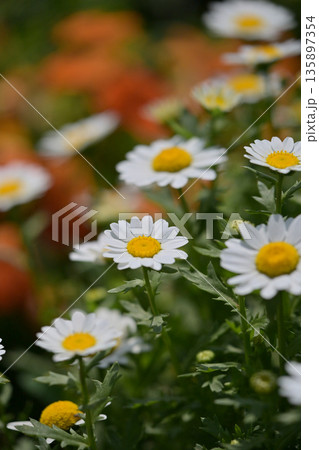 クリサンセマム　カンシロギク　ノースポール（寒白菊：Chrysanthemum） 135897354