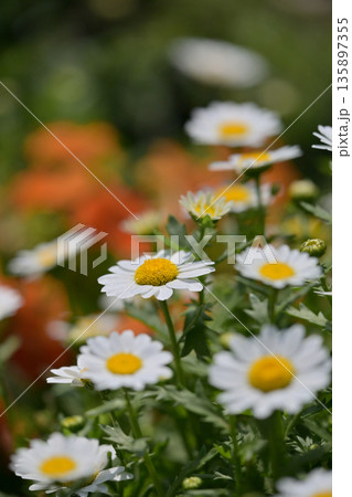 クリサンセマム　カンシロギク　ノースポール（寒白菊：Chrysanthemum） 135897355