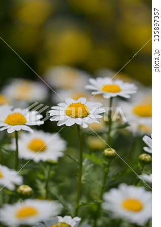 クリサンセマム カンシロギク ノースポール(寒白菊:Chrysanthemum) クリサンセマム カンシロギク ノースポール(寒白菊:Chrysanthemum) 135897357