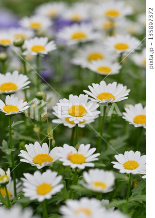 クリサンセマム カンシロギク ノースポール(寒白菊:Chrysanthemum) クリサンセマム カンシロギク ノースポール(寒白菊:Chrysanthemum) 135897372
