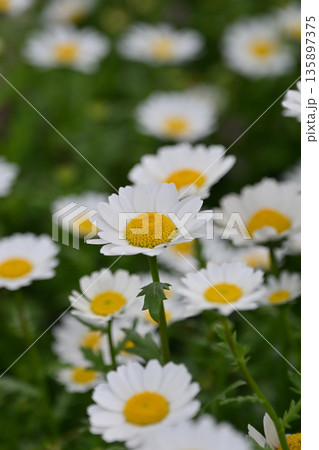 クリサンセマム　カンシロギク　ノースポール（寒白菊：Chrysanthemum） 135897375