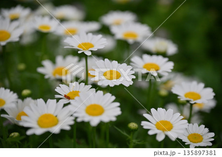 クリサンセマム カンシロギク ノースポール(寒白菊:Chrysanthemum) クリサンセマム カンシロギク ノースポール(寒白菊:Chrysanthemum) 135897381