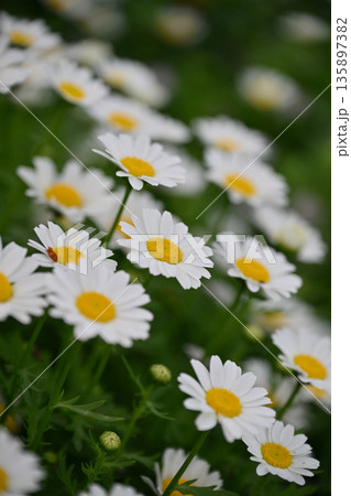 クリサンセマム　カンシロギク　ノースポール（寒白菊：Chrysanthemum） 135897382